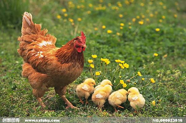 Tuổi Dậu: Sự nghiệp: nhẹ nhàng giải quyết được các vấn đề khúc mắc. Tài vận: nên cẩn thận trong quản lý tài chính. Tình cảm: cần có sự thấu hiểu trong tình cảm.