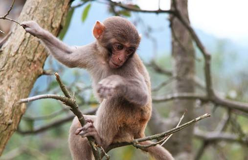 Tuổi Thân: Sự nghiệp: do có sự chuẩn bị kỹ càng nên công việc đạt được kết quả tốt. Tài vận: nghĩ ra nhiều cách kiếm tiền. Tình cảm: tạo được cảm giác an toàn cho nửa kia.