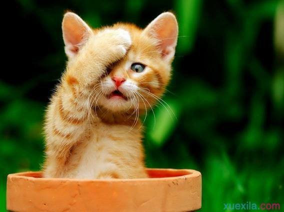 Tuổi Mão: Sự nghiệp: công việc tốt, thuận lợi. Tài vận: nhận được sự giúp đỡ về tài chính từ người thân. Tình cảm: cơ bản ổn định.