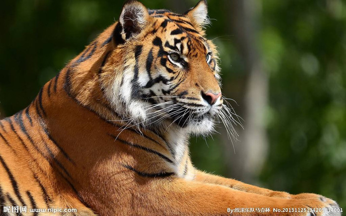 Tuổi Dần: Sự nghiệp: giải quyết tốt đẹp tất cả các vấn đề phát sinh trong công việc. Tài vận: mua được đồ vật quý giá với giá rẻ. Tình cảm: chuyện tình cảm suôn sẻ, thuận lợi.