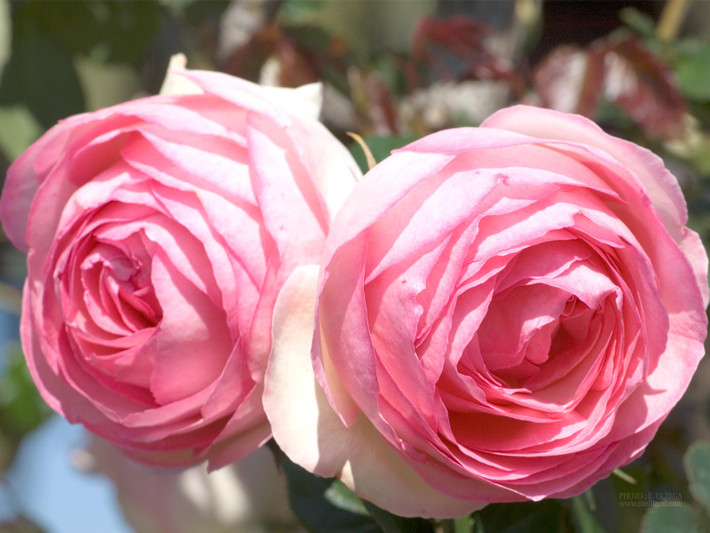 Ngày 24 âm lịch: Người sinh vào ngày 24 âm lịch do bẩm sinh có số mệnh phú quý nên sẽ gặp được nhiều quý nhân trong cuộc sống. Người sinh vào ngày này cũng rất tích cực, luôn cố gắng trong học tập, làm việc và luôn sẵn lòng giúp đỡ mọi người chính vì thế phúc khí luôn dồi dào nên sẽ sớm thành công trong cuộc sống. Ảnh: baidu.com. (Bài viết chỉ mang tính tham khảo, cung cấp nội dung trắc nghiệm vui cho bạn đọc).