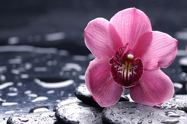 Ngày mùng 9 và 14 âm lịch: Người sinh vào ngày mùng 9 và 14 âm lịch là người thông minh, tháo vát, nhanh nhạy, linh hoạt và rất giỏi trong việc kiếm tiền.