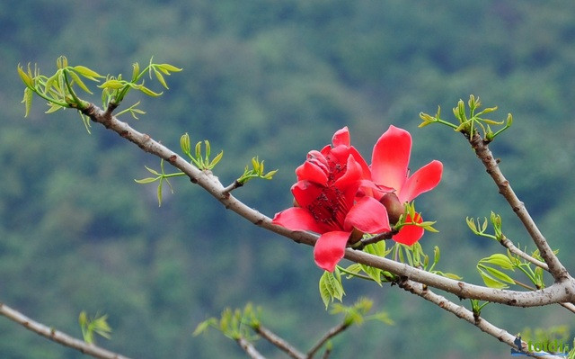 Ngày 20 và 22 âm lịch: Người sinh vào ngày 20 và 22 âm lịch bẩm sinh đã có khí chất hơn người nên rất giỏi trong việc giao tiếp, khéo léo trong ứng xử vì thế việc kinh doanh luôn suôn sẻ, hưng phát.