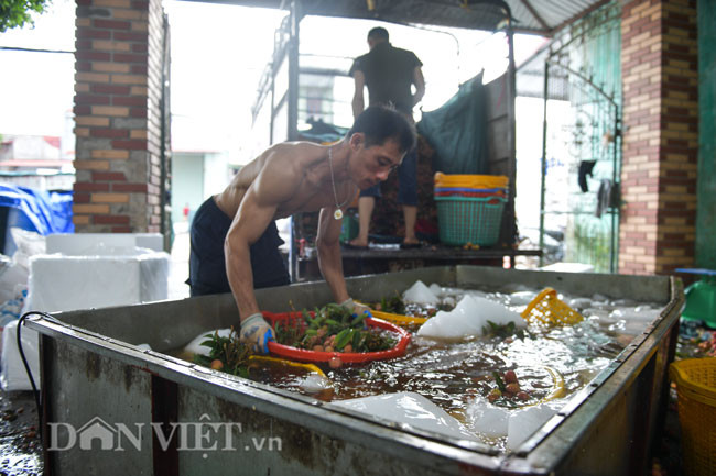 Đá nhỏ được đưa vào bể ngâm vải. Quả vải bình thường sẽ bị thâm đen chỉ một ngày sau khi được hái, nhưng có thể giữ tươi ngon tới vài ngày nếu được ướp lạnh cẩn thận. Đây cũng là lý do Lục Ngạn trờ thành nơi tiêu thụ đá lạnh lớn như vậy bởi mỗi năm địa phương thu hoạch trung bình khoảng 80 nghìn tấn vải, cung cấp cho nhiều thị trường trong và ngoài nước.