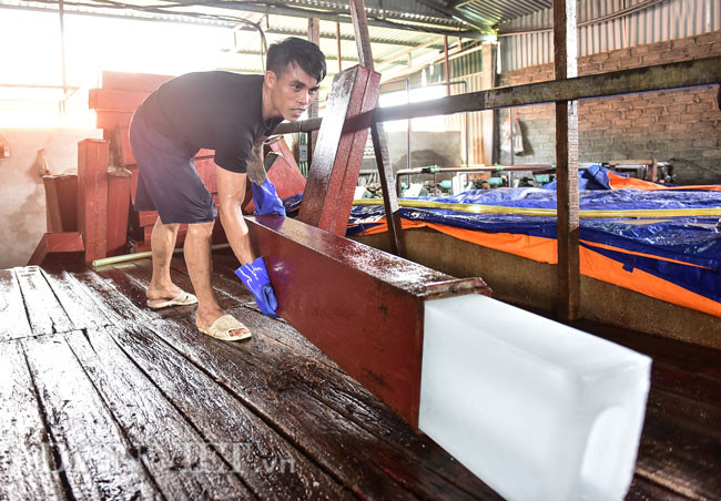 Trung bình mỗi một cây đá có trọng lượng khoảng trên dưới 50kg, khi xuất xưởng được ông Triệu bán với giá 30.000 đồng/cây nhưng dự kiến trong vài ngày tới, giá sẽ tiếp tục tăng, đỉnh điểm có thể đạt 50.000 - 55.000 đồng/cây.