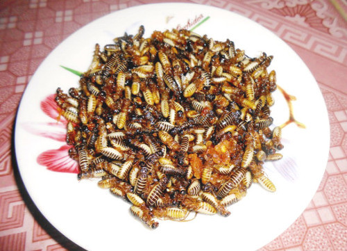 Mối rang. Mối đất được chế biến thành nhiều món ăn hấp dẫn nhưng phổ biến nhất và được nhiều người ưa thích là món mối rang. Cho vài bát mối đã rửa sạch vào chảo rồi khuấy đều, mối bốc hơi, khô dần. Rang cho đến khi vàng đều, tỏa mùi thơm ngào ngạt cùng những tiếng nở lét đét là mối đã chín. Ảnh: anywhere