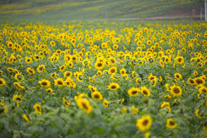 3. Những cánh đồng hoa hướng dương Ukraine. Dầu hướng dương là một trong những mặt hàng xuất khẩu lớn nhất của Ukraine. Và quốc gia Đông Âu này cũng là nhà sản xuất dầu hướng dương lớn thứ hai trên thế giới.