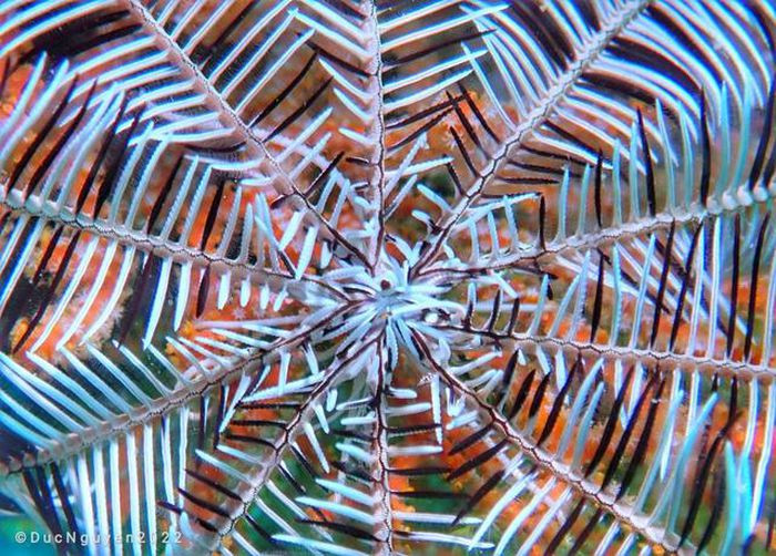 Sao biển dạng cỏ với nhiều màu sắc khác nhau, chúng có thể bơi một cách vô cùng uyển chuyển.