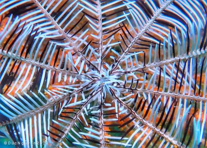 Sao biển dạng cỏ với nhiều màu sắc khác nhau, chúng có thể bơi một cách vô cùng uyển chuyển.