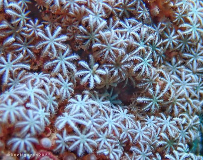 Cỏ biển mọc đẹp mê hồn.