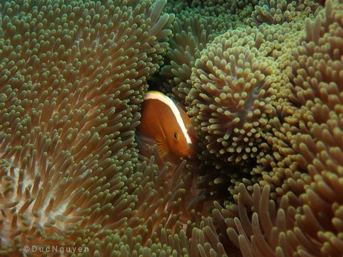 Nhiều loài sinh vật biển đang bị đe dọa sự sống bởi sự ô nhiễm được tạo ra bởi con người.