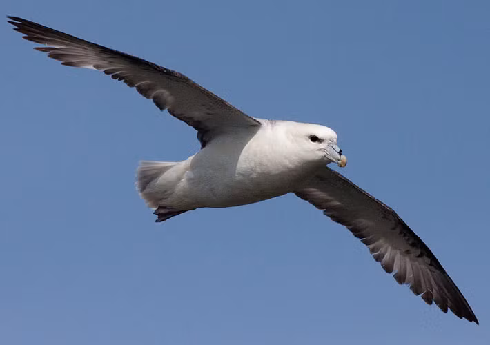 1. Một trong những loài chim lớn nhất thế giới phải kể đến chim Hải Âu, chúng thường cư trú ở Nam Đại Tây Dương và Bắc Thái Bình Dương. Chúng được coi là loài có độ sải cánh lớn nhất trong tất cả loại chim. Khi chúng sải rộng đôi cánh của mình thì có thể lên tới 3,3 mét.