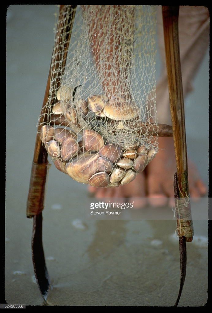 Những con sò nằm gọn trong lưới của ngư dân.