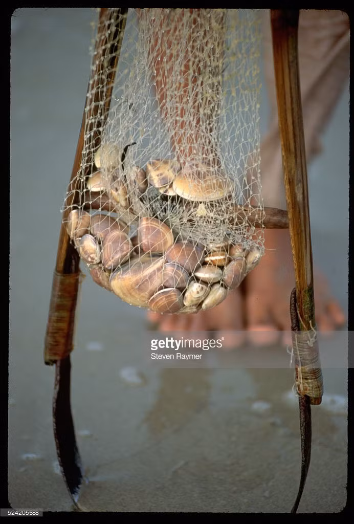 Những con sò nằm gọn trong lưới của ngư dân.