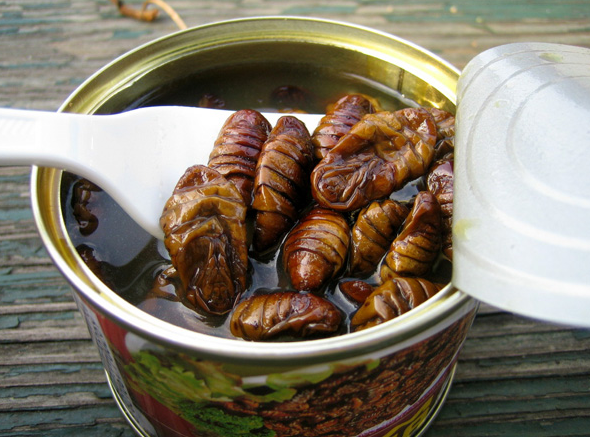 Trong khi đó, Beondegi là một món ăn làm từ nhộng rất phổ biến và được ưa thích tại Hàn.