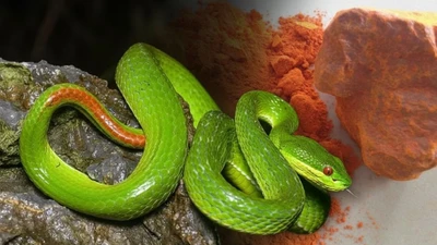 Coi chừng đuổi rắn bằng cách dân gian, có thể hại người trước khi hại rắn