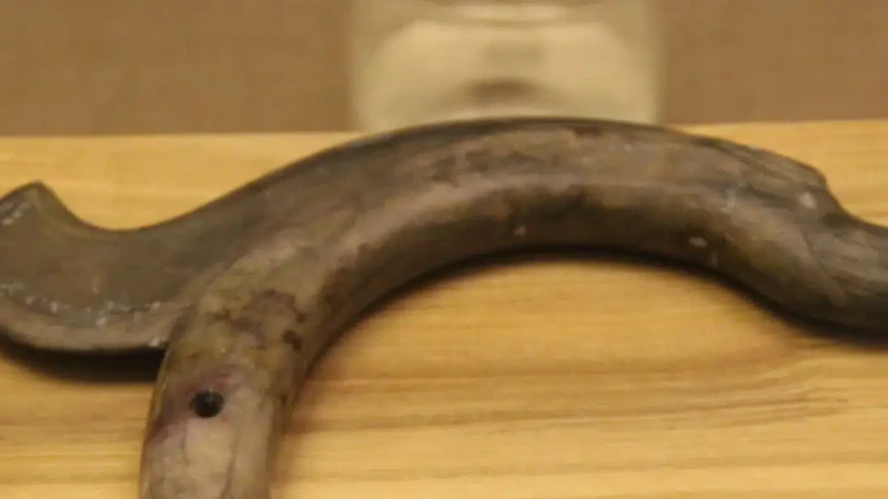 Phát hiện ngôi mộ cổ thời Hồng Sơn với rồng ngọc bích lớn nhất