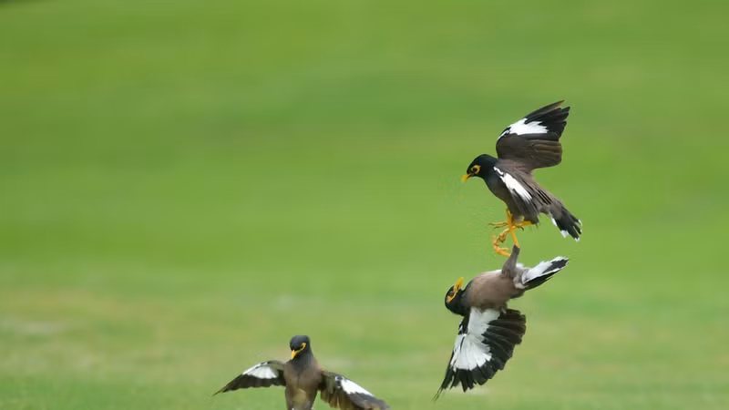 Chim sáo độc chiếm đấu nhau trên sân golf 