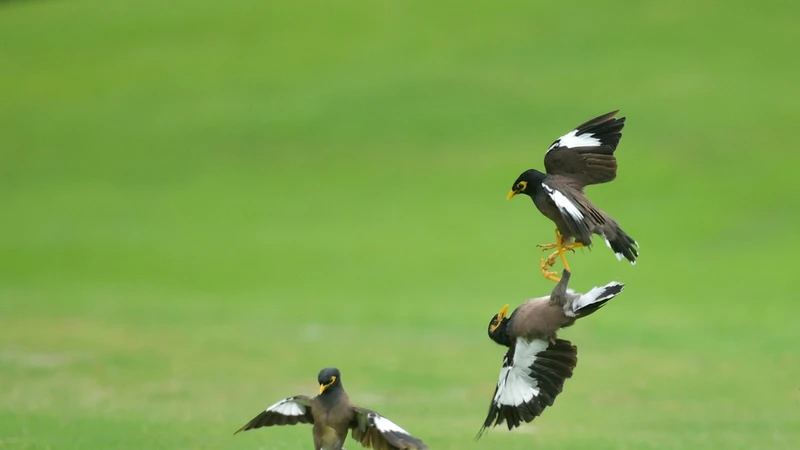 Chim sáo độc chiếm đấu nhau trên sân golf 