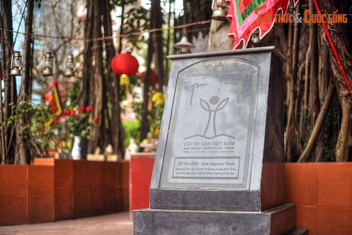 Vào ngày 2/5/2015, cây đã được Hội Bảo vệ Thiên nhiên &amp; Môi trường Việt Nam trao bằng công nhận Cây Di sản Việt Nam.