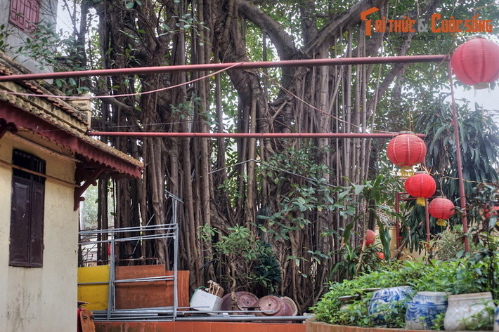 Cây có vòng thân rộng, nhiều người ôm không xuể.