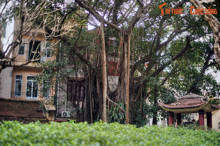 Cây đa này mọc ở khoảng sân phía sau ngôi đình, cạnh gò đất được người đời cho là mộ của công chúa Ngọc Hoa, vị Thành hoàng được thờ trong đình.