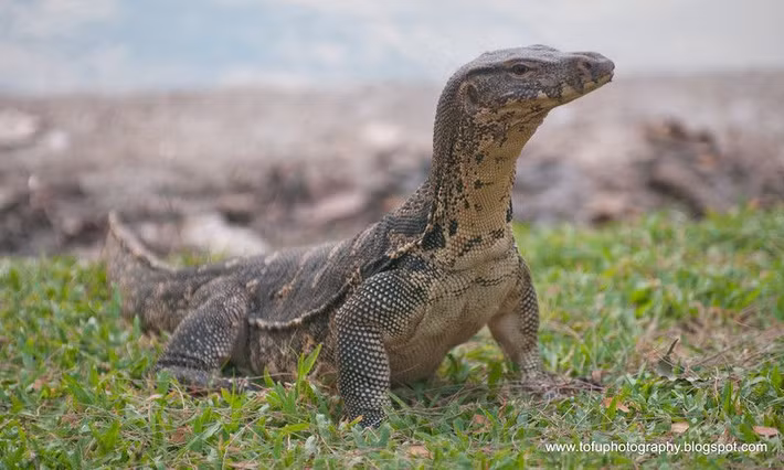 Chúng ẩn trong khe đá hay các hang hốc dưới các gốc cây hoặc trong các bờ bụi. Bơi lặn giỏi, có thể lặn lâu tới 20 – 30 phút. Ảnh: Pinterest.