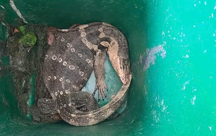 Ảnh: Tuổi Trẻ.