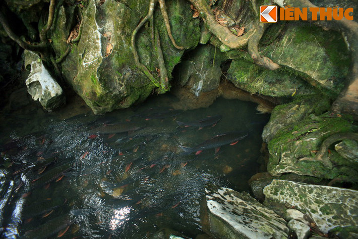 Hiện tại, động Cây Đăng và suối cá thần vẫn còn nhiều bí mật ẩn giấu, chờ đợi được con người khám phá.