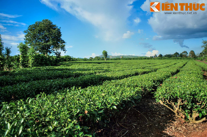 Đó là giai thoại về việc cà phê đã trở thành đồ uống của con người như thế nào. Còn trên phương diện sử học, theo những ghi chép cổ xưa, vùng đất Kaffa (Ethiopia ngày nay) chính là khởi nguyên của việc trồng cà phê và văn hóa uống cà phê.