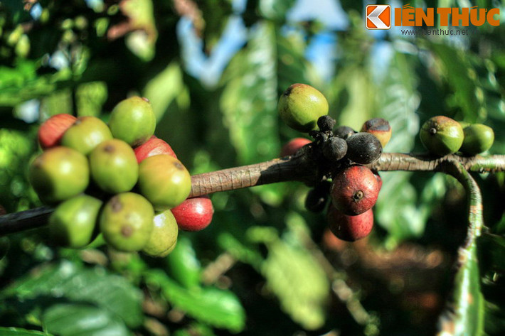 Thấy lạ, Kaldi liền ăn thử và thấy có cảm giác lâng lâng trong người. Ngờ ngợ rằng, mình đã phát hiện ra một điều gì đó rất quan trọng, anh bèn hái một túi quả và báo cho vị quản nhiệm ở một tu viện gần đó.