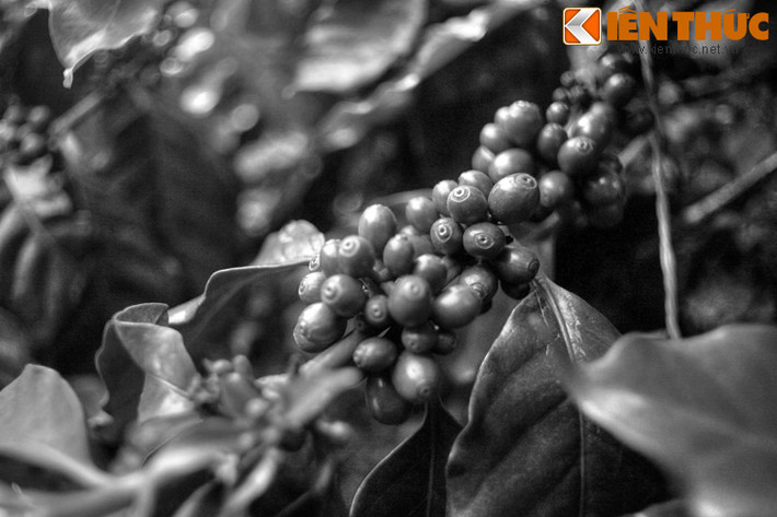 Nhà tu kia sợ rằng đây chính là một thứ trái cấm của quỷ dữ nên lập tức vứt vào lò lửa. Thế nhưng, loại quả lạ khi bị nướng cháy tỏa ra một mùi thơm lừng. Đến lúc này, tu sĩ mới tin rằng đó là thực sự là một món quà trời cho.