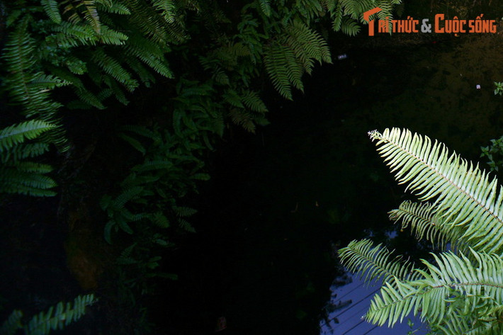 Do sự đổi thay của xã hội, giếng khoan và nước máy dần dần thay thế giếng cổ. Chiếc giếng trăm tuổi ít người qua lại múc nước đã trở nên tù đọng, bị cây cỏ dại bao phủ.