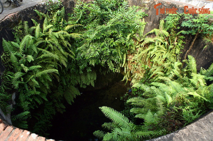 "Thảm thực vật nhiệt đới" mọc dày đặc trong miệng giếng đình Mông Phụ.