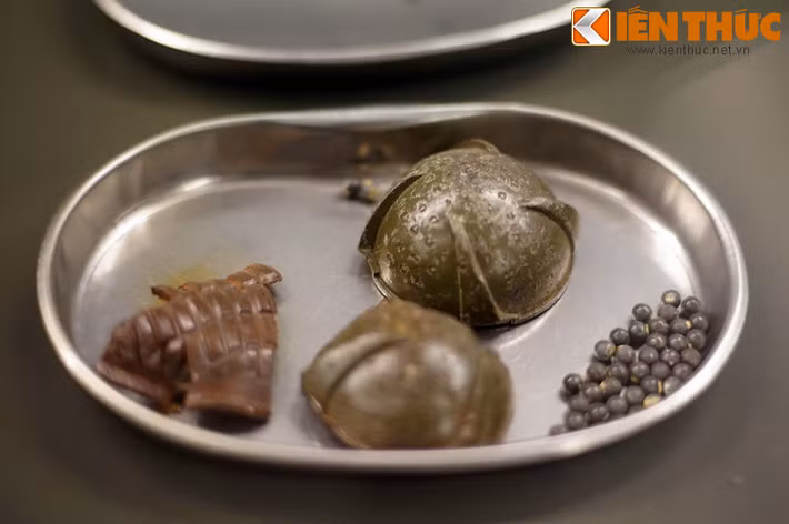 Bom bi, loại vũ khí từng được quân đội Mỹ sử dụng rộng rãi trong cuộc chiến ở Việt Nam, gây thương tật vĩnh viễn cho hàng vạn người với cơ chế sát thương đặc biệt tàn độc.