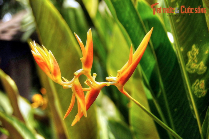 Khu rừng mưa nhiệt đới diện tích khoảng 6 ha là phân khu rộng nhất Vườn Bách thảo Singapore. Sự hiện diện của khu rừng đặc biệt này khiến Singapore trở thành một trong hai thành phố tầm vóc quốc tế có khu rừng mưa nhiệt đới trong địa giới (thành phố còn lại là Rio de Janeiro, Brazil).