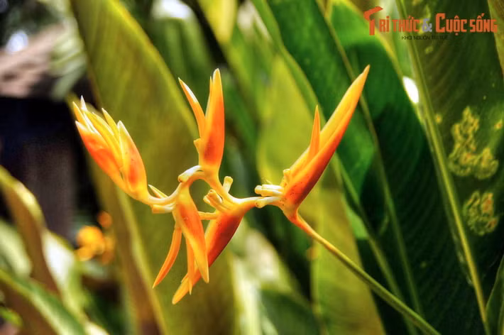 Khu rừng mưa nhiệt đới diện tích khoảng 6 ha là phân khu rộng nhất Vườn Bách thảo Singapore. Sự hiện diện của khu rừng đặc biệt này khiến Singapore trở thành một trong hai thành phố tầm vóc quốc tế có khu rừng mưa nhiệt đới trong địa giới (thành phố còn lại là Rio de Janeiro, Brazil).