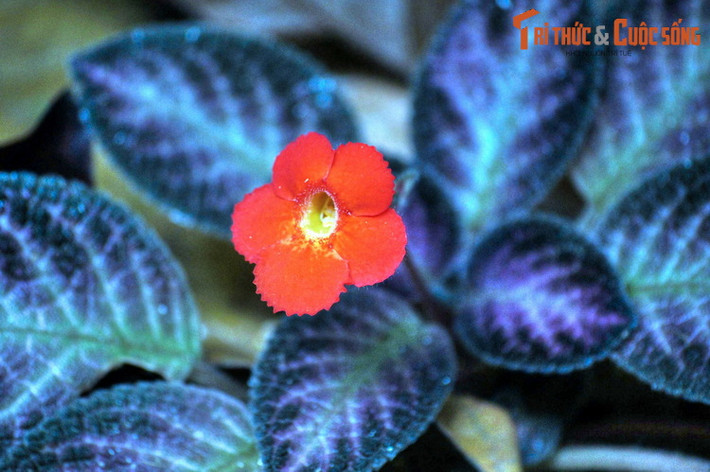 Vào ngày 4/7/2015, Vườn Bách thảo Singapore đã được UNESCO công nhận là Di sản văn hóa thế giới. Đây cũng là Di sản thế giới đầu tiên của đảo quốc Singapore.