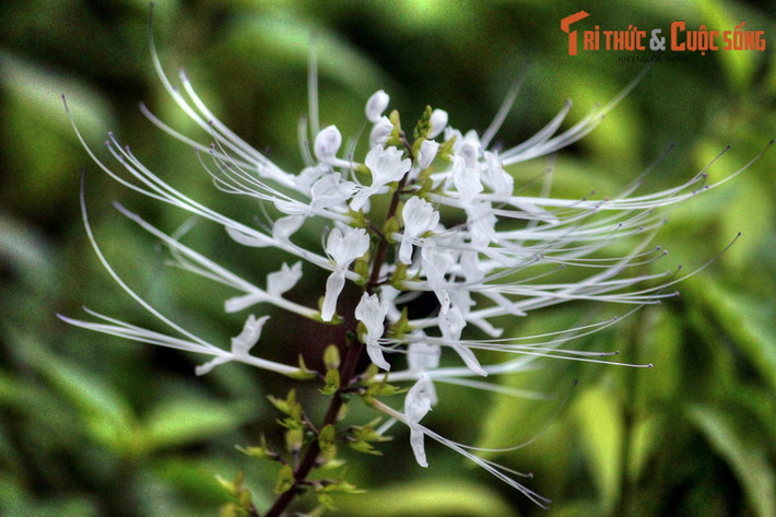 Nơi đây quy tụ hàng nghìn loài thực vật bản địa của khu vực xích đạo Đông Nam Á, cùng như một số loài độc đáo được đưa đến từ nơi khác.