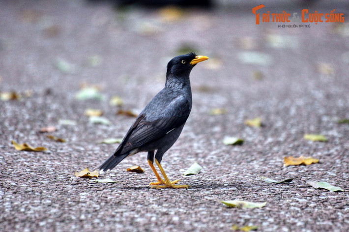 Không chỉ sở hữu bộ sưu tập thực vật kỳ thú, Vườn Bách thảo Sinapore còn là ngôi nhà của rất nhiều loài động vật hoang dã. Không khó để bắt gặp những chú chim thuộc đủ loài trên các lối mòn hay thảm cỏ...