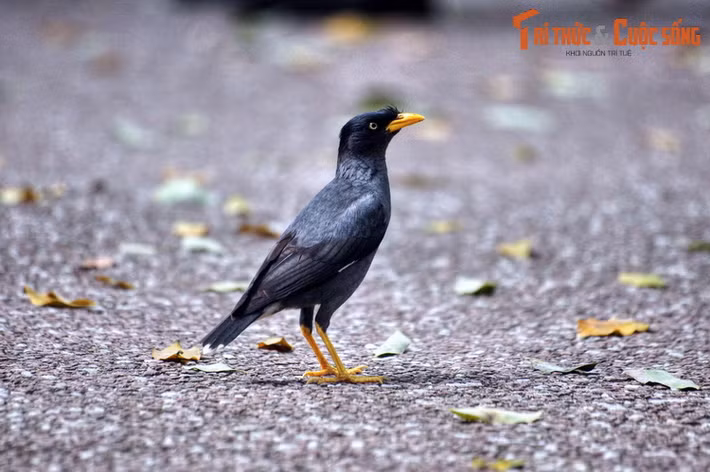 Không chỉ sở hữu bộ sưu tập thực vật kỳ thú, Vườn Bách thảo Sinapore còn là ngôi nhà của rất nhiều loài động vật hoang dã. Không khó để bắt gặp những chú chim thuộc đủ loài trên các lối mòn hay thảm cỏ...