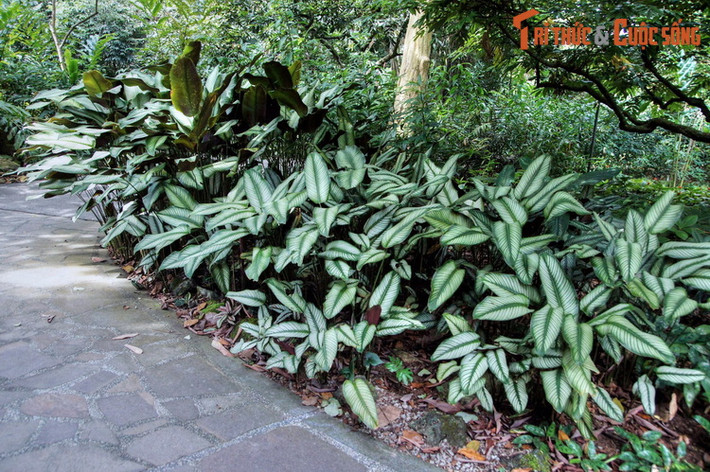 Với diện tích lên đến 82 ha, vườn được chia làm nhiều khu vực, gồm vườn lan quốc gia, rừng nhiệt đới, vườn gừng, trung tâm thực vật học, vườn trẻ em, vườn tiến hóa...