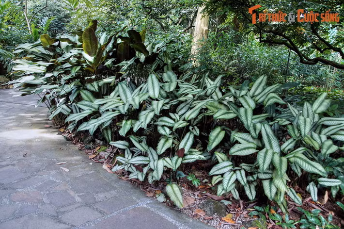 Với diện tích lên đến 82 ha, vườn được chia làm nhiều khu vực, gồm vườn lan quốc gia, rừng nhiệt đới, vườn gừng, trung tâm thực vật học, vườn trẻ em, vườn tiến hóa...