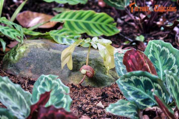 Khu vườn tiến hóa là nơi du khách trải nghiệm câu chuyện lịch sử về việc thực vật đã phát triển thành những dạng sống phức tạp và tồn tại cho đến ngày hôm nay như thế nào.