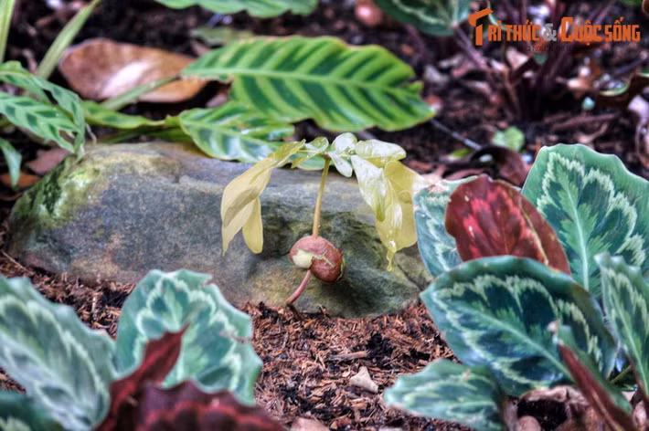 Khu vườn tiến hóa là nơi du khách trải nghiệm câu chuyện lịch sử về việc thực vật đã phát triển thành những dạng sống phức tạp và tồn tại cho đến ngày hôm nay như thế nào.