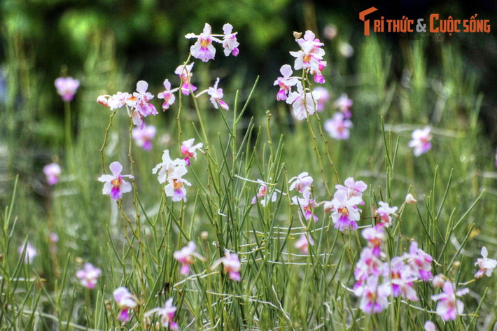 Được trồng ở trung tâm khu vườn lan quốc gia, phong lan Singapore, hay phong lan Vanda Miss Joaquim là "ngôi sao" trong các loài thực vật ở Vườn Bách thảo Singapore. Loài hoa này đã vinh dự được chọn làm quốc hoa của Singapore vào năm 1981.