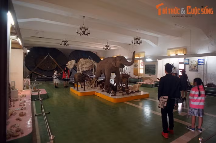 Ngày nay Bảo tàng Sinh học có 7 phòng trưng bày và 6 phòng lưu trữ. Nơi đây sở hữu hàng nghìn mẫu vật có ý nghĩa khoa học và kinh tế phổ biến tại khu vực Tây Nguyên, góp phần phục vụ cho việc học tập, nghiên cứu cũng như ngành du lịch của địa phương.