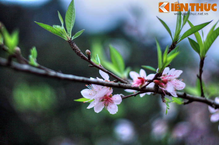 Cho đến những loài hoa nở rộ theo mùa như hoa đào, hoa mận mùa đông, hoa ban mùa xuân... Hãy đến Mai Châu để tận hưởng vẻ đẹp nguyên sơ của vùng đất này.