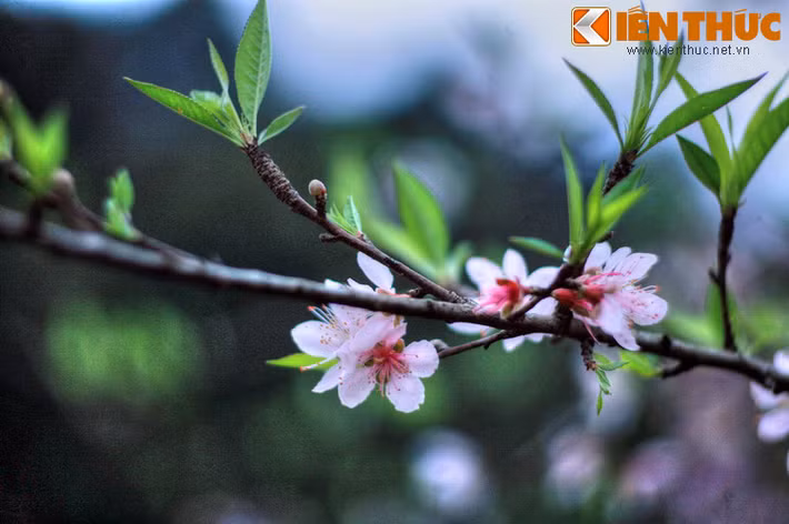 Cho đến những loài hoa nở rộ theo mùa như hoa đào, hoa mận mùa đông, hoa ban mùa xuân... Hãy đến Mai Châu để tận hưởng vẻ đẹp nguyên sơ của vùng đất này.