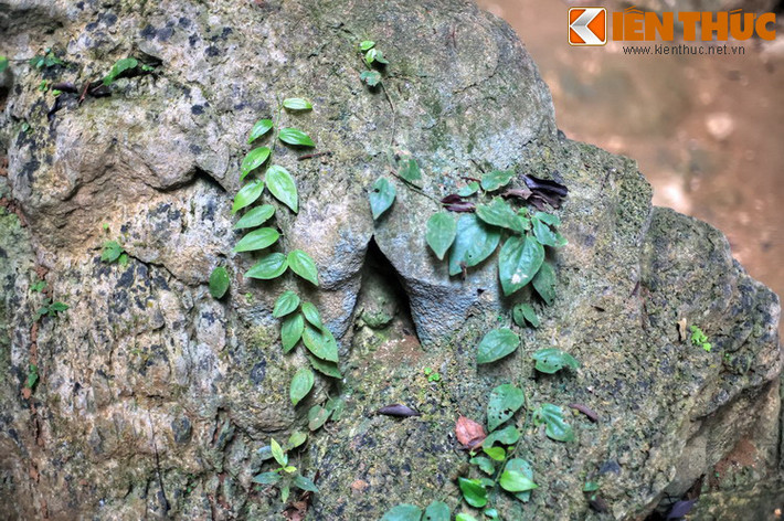 Hay những loài cây bám trên đá...